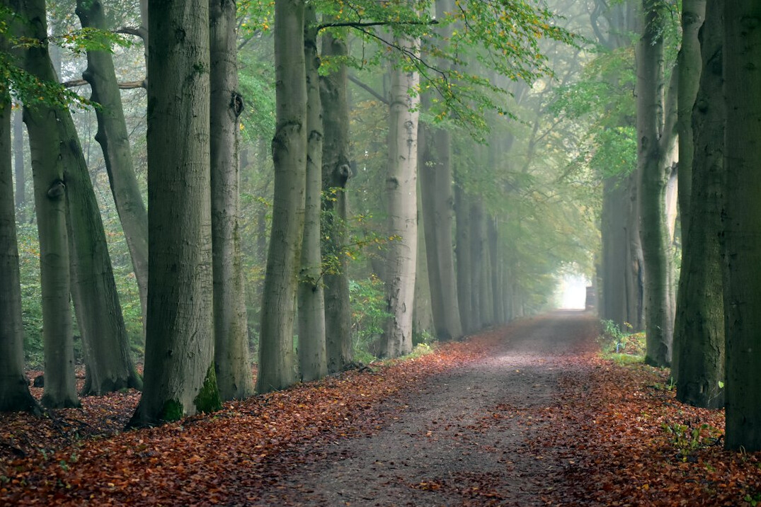 Path through a Danish beech forest in autumn light